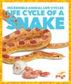 Life Cycle of a Snake