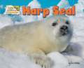 Harp Seal