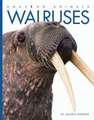 Walruses