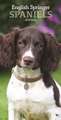 ENGLISH SPRINGER SPANIELS SLIM D 2019