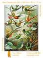 Ernst Haeckel: Hummingbirds (Foiled Quarto Journal)