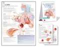 Understanding Copd Study Set