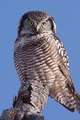 Hawk Owl Blank Lined Journal: Selected Poems of Roy McBride [With DVD]