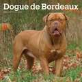 Dogue de Bordeaux - Bordeauxdoggen 2020 - 18-Monatskalender mit freier DogDays-App