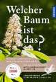 Welcher Baum ist das?