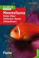 Meeresfauna. Fische