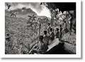 Sebastiao Salgado. Amazonia. Poster ‘Yanomani Men’