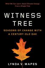 Witness Tree – Seasons of Change with a Century–Old Oak