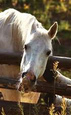 Kids Petite Equine Journal