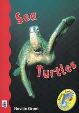 Sea Turtles