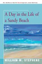 A Day in the Life of a Sandy Beach