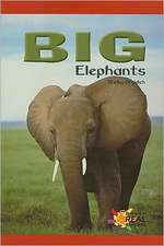 Braidich, S: Big Elephants