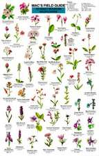 Mac's Field Guide to Rocky Mountain Wildflowers