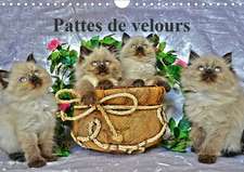 Pattes de velours (Calendrier mural 2020 DIN A4 horizontal)