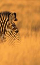 Alive! Zebra Stripes - Sepia - Photo Art Notebooks (5 X 8 Series)