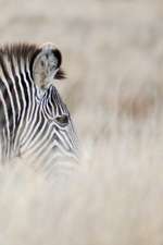 Alive! Zebra Stripes - Natural - Photo Art Notebooks (6 X 9 Series)