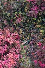 Autumn Ground III - Sweden - Photo Art Notebooks (6 X 9 Series): The People at the Top of the Mountain Didn't Fall There