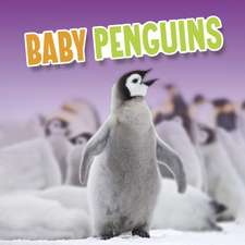 Baby Penguins