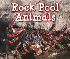 Rock Pool Animals