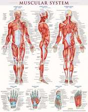 Muscular System-Laminated