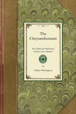 Chrysanthemum: A Practical Treatise on Its Propagation, Cultivation, Training, Rai