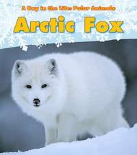 Arctic Fox