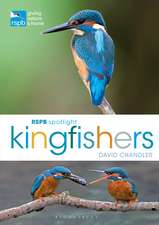 RSPB Spotlight Kingfishers