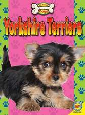 Yorkshire Terriers