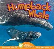 Humpback Whale
