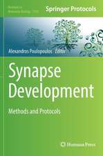 Synapse Development