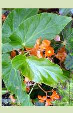 Angel Wing Begonia 2014 Weekly Calendar