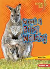 Meet a Baby Wallaby