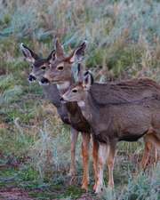 Adult Mule Deer Journal