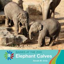 Elephant Calves