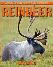 Reindeer