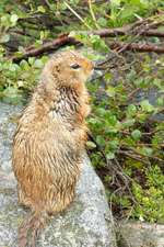 Canadian Sik Sik (Arctic Ground Squirrel) Animal Journal