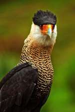 Portrait of a Crested Caracara (Caracara Cheriway) Bird of Prey Journal