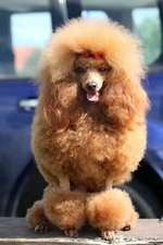 Fluffy Diva! Toy Poodle Dog with a Red Bow Journal