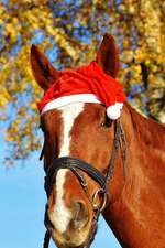 Santa Horse Ready for Christmas