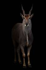 Common Eland (Taurotragus Oryx) in the Dark Journal