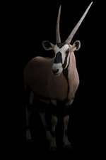 Gemsbok (Oryx Gazella) Antelope in the Dark Journal