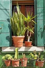 Potted Green Plants on a Sunny Window Sill in Italy Journal