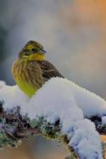 Yellowhammer Male Bird in Winter on Snowy Branch Journal