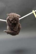 British Shorthair Kitten on a Clothesline