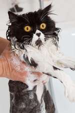 Bath Time Sucks for the Persian Cat Journal