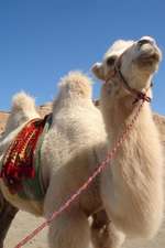 A Charming White Camel in the Desert in Mongolia Journal