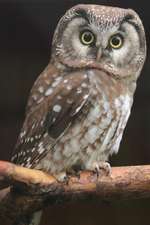 Boreal Owl Perched on a Branch Journal