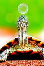 A Turtle and a Bubble