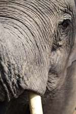 An Elephant Saying Hello