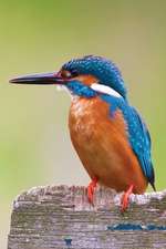 Kingfisher Notebook